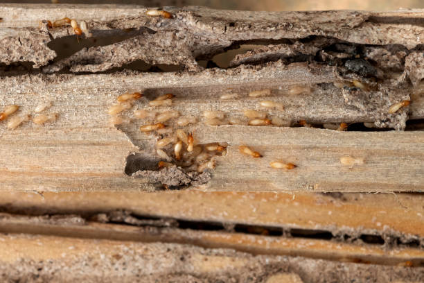 Reliable College Park, GA Pest Control Solutions